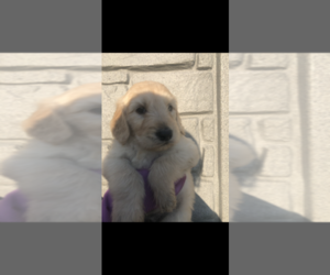 Goldendoodle Puppy for sale in CANTON, MI, USA