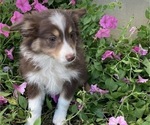 Small Photo #1 Australian Shepherd Puppy For Sale in NEW WASHINGTN, IN, USA