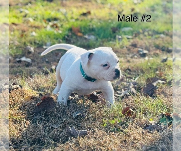 Medium Photo #4 American Bulldog Puppy For Sale in COLUMBIA, KY, USA