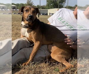 Mountain Cur-Unknown Mix Dogs for adoption in Huntsville, AL, USA