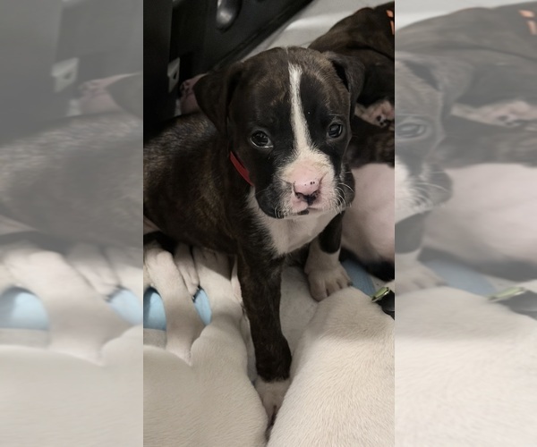 Medium Photo #13 Boxer Puppy For Sale in DISPUTANTA, VA, USA