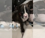 Litter of 7 - Male(s) and Female(s) BoxerLitter of Puppies for Sale - Photo #13