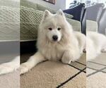 Small Photo #1 Samoyed Puppy For Sale in DALY CITY, CA, USA