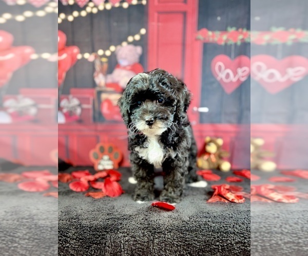 Medium Photo #5 Goldendoodle (Miniature) Puppy For Sale in HALTOM CITY, TX, USA