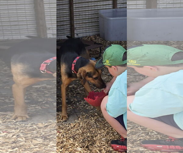 Medium Photo #14 Mutt Puppy For Sale in Rustburg, VA, USA