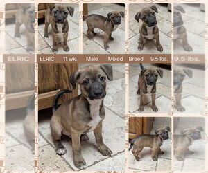 Mutt Dogs for adoption in Mesa, AZ, USA