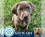 Small #1 American Pit Bull Terrier-Labrador Retriever Mix