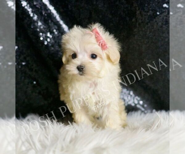 Medium Photo #2 Maltipoo Puppy For Sale in WARSAW, IN, USA