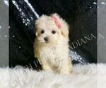 Small #1 Maltipoo