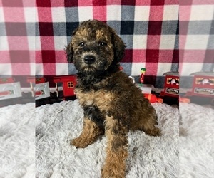 Poodle (Miniature) Puppy for sale in GREENWOOD, IN, USA