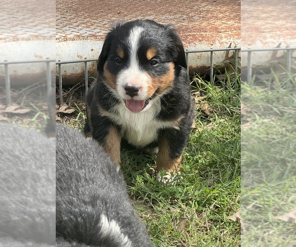 Medium Photo #4 Bernese Mountain Dog Puppy For Sale in HASKELL, OK, USA