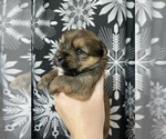 Small #15 Yorkshire Terrier