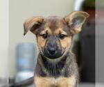 Small #2 Boxer Mix