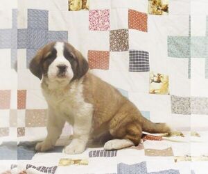 Saint Bernard Puppy for sale in MARIETTA, PA, USA