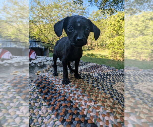 Medium Photo #2 Chihuahua-Unknown Mix Puppy For Sale in Vail, AZ, USA