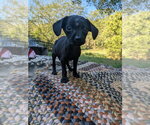 Small Photo #2 Chihuahua-Unknown Mix Puppy For Sale in Vail, AZ, USA