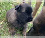 Small Photo #3 Belgian Malinois Puppy For Sale in MULBERRY, FL, USA