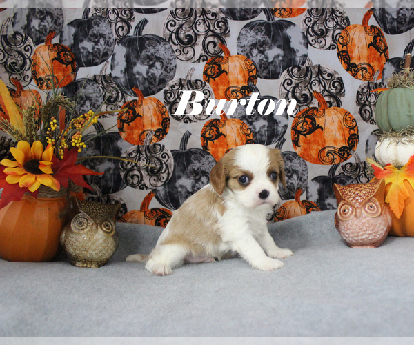Medium Photo #11 Cavalier King Charles Spaniel Puppy For Sale in CHANUTE, KS, USA