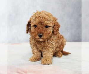 Medium Poodle (Toy)