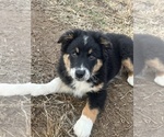Small Photo #4 Australian Shepherd Puppy For Sale in MARTINSVILLE, IN, USA