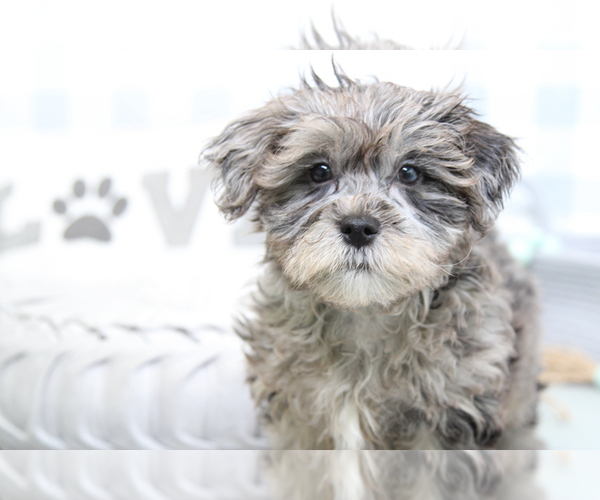 Medium Photo #4 Lhasa-Poo Puppy For Sale in MARIETTA, GA, USA