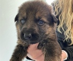 Small Photo #16 German Shepherd Dog Puppy For Sale in INMAN, SC, USA