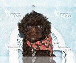 Small #10 Poodle (Toy)
