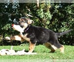 Small Photo #5 German Shepherd Dog Puppy For Sale in MURRIETA, CA, USA