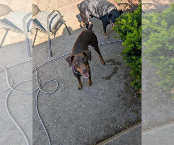 Medium Photo #3 Doberman Pinscher Puppy For Sale in Buffalo, MN, USA