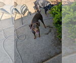 Small #2 Doberman Pinscher