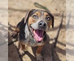 Small #10 Mountain Cur Mix