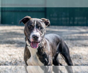 Grumpy - Male Labrador Retriever-Unknown Mix Dog for Adoption - Photo #3