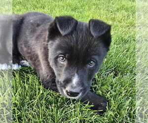 Mutt Dogs for adoption in Fargo, ND, USA