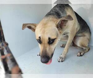 Medium German Shepherd Dog Mix