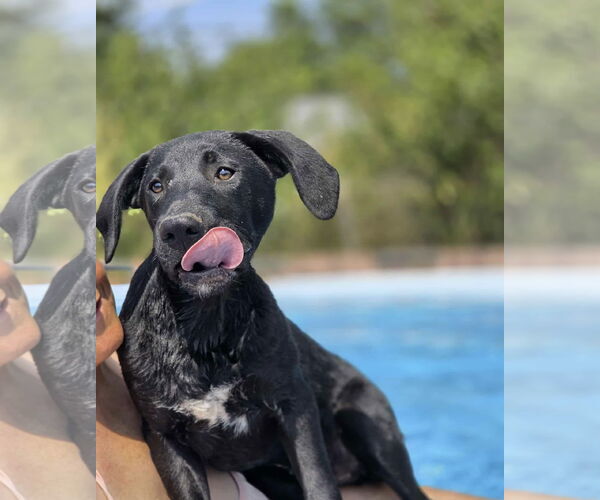Medium Photo #4 Labrador Retriever-Unknown Mix Puppy For Sale in Fenton, MO, USA