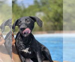 Small #3 Labrador Retriever Mix