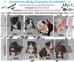 Small Photo #2 American Bully Puppy For Sale in CENTREVILLE, VA, USA