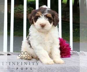 Bernedoodle (Miniature) Puppy for sale in LANCASTER, PA, USA