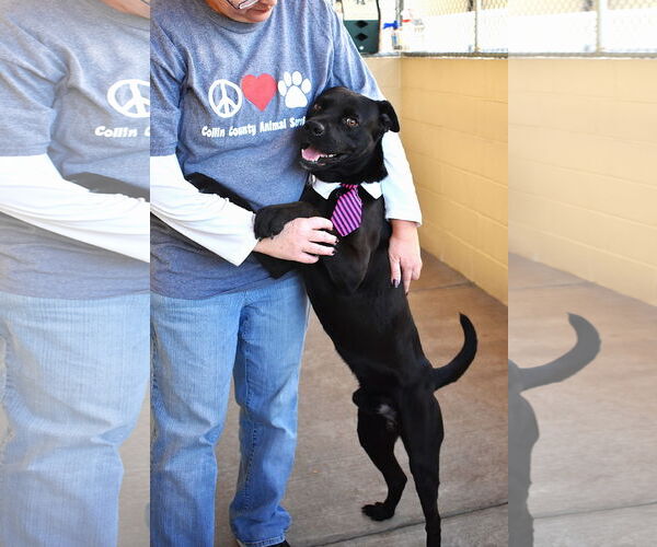 Medium Photo #1 American Pit Bull Terrier-Unknown Mix Puppy For Sale in McKinney, TX, USA