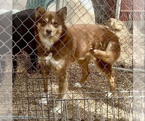 Alaskan Malamute-Unknown Mix Dogs for adoption in Piedmont, MO, USA