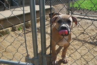 American Bulldog Puppy for sale in WALWORTH, WI, USA