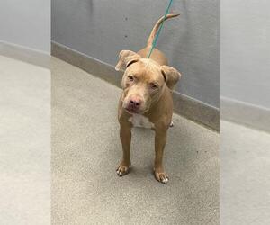 Mutt Dogs for adoption in Las Vegas, NV, USA