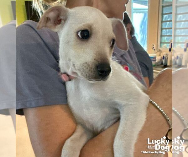 Medium Photo #3 Chihuahua-Unknown Mix Puppy For Sale in Washington, DC, USA