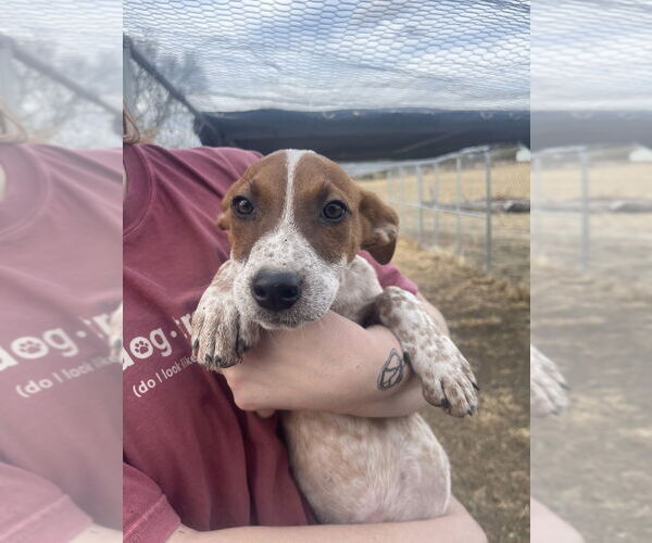 Medium Photo #1 Mutt Puppy For Sale in Bolivar, MO, USA