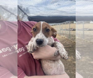 Mutt Dogs for adoption in Bolivar, MO, USA