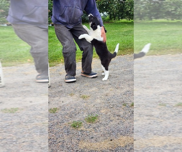 Medium Photo #3 Border Collie Puppy For Sale in GREENWOOD, WI, USA