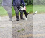 Small #2 Border Collie
