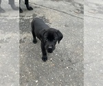 Small Photo #8 Labrador Retriever Puppy For Sale in COLFAX, CA, USA