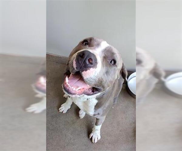 Medium Photo #1 American Pit Bull Terrier Puppy For Sale in Santa Barbara, CA, USA