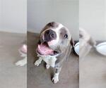 Small American Pit Bull Terrier